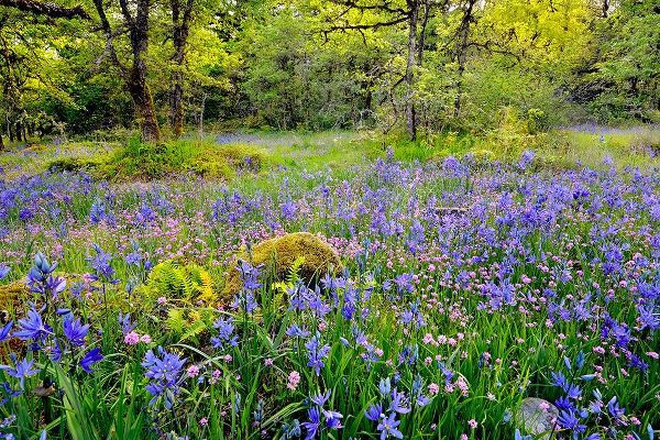 Oregon-Camassia Natural Area Field with blue and pink flowers